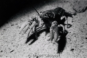 Crayfish sp. near the wreck of the 'Sweepstakes', Big Tub... by David Gilchrist 